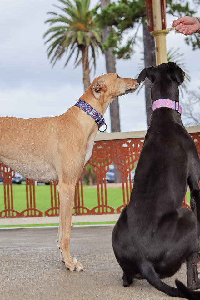Wild Spring Martingale Dog Collar
