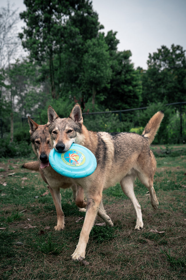 Laroo | Dog Frisbee