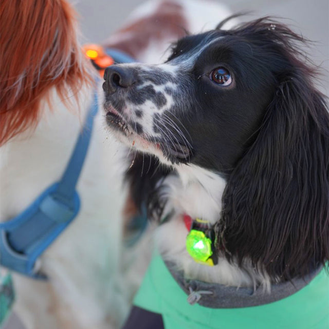 Laroo | Dog Safety Beacon Light | NEW
