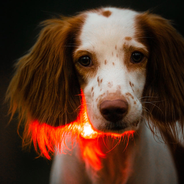 Laroo | Dog Safety Beacon Light | NEW