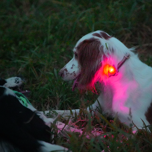 Laroo | Dog Safety Beacon Light | NEW