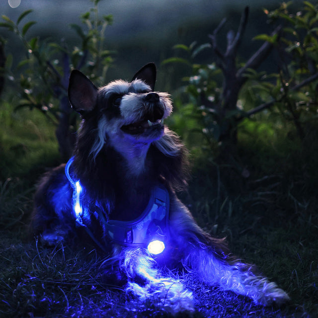 Laroo | Dog Safety Beacon Light | NEW
