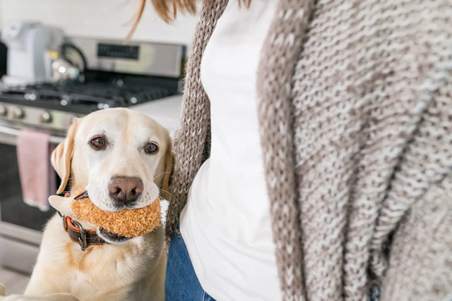 P.L.A.Y. | Fried Chicken Dog Toy