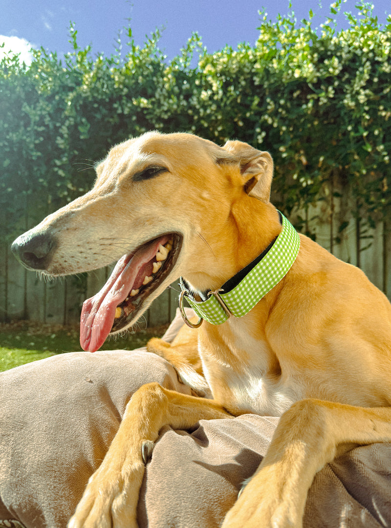 Martingale sales collar brisbane