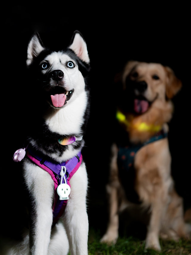 Laroo | Spooky Skeleton Dog Safety Light