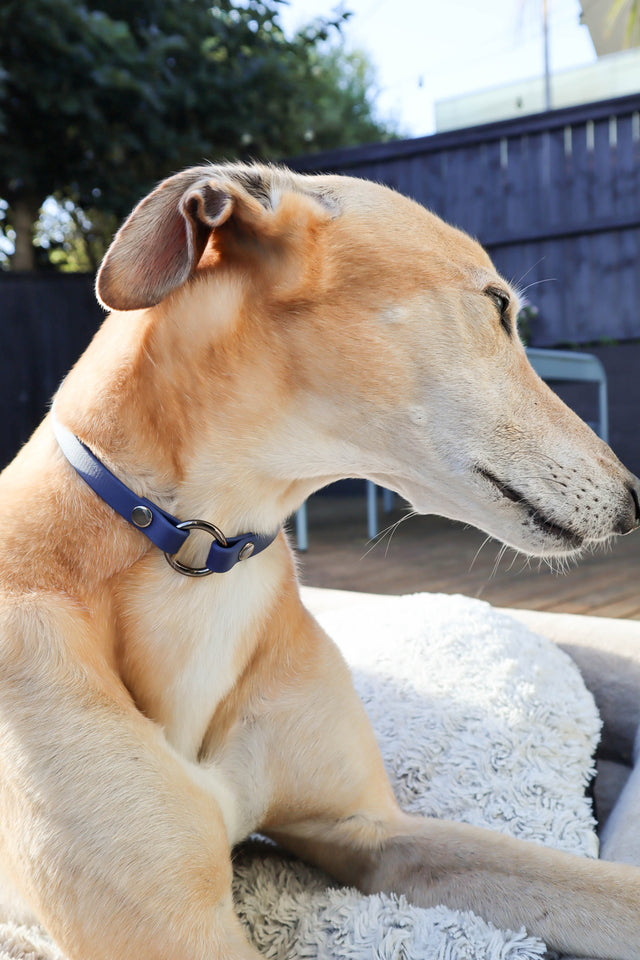BioThane® Slip-On ID Tag Collar - Navy