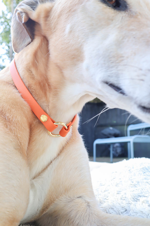 BioThane® Slip-On ID Tag Collar - Burnt Orange