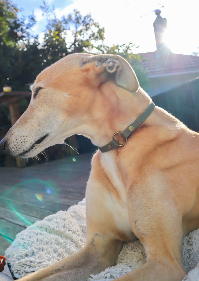 BioThane® Slip-On ID Tag Collar - Olive