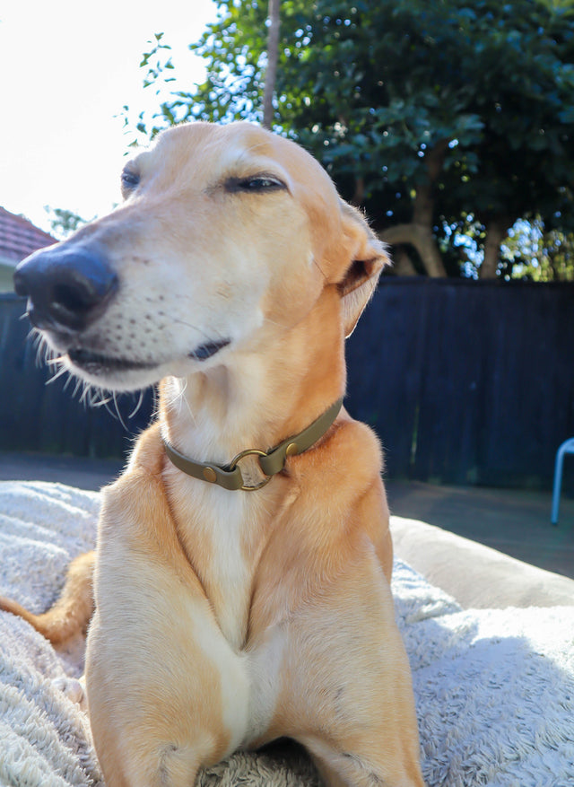 BioThane® Slip-On ID Tag Collar - Olive