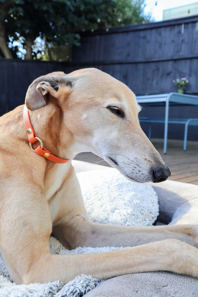 BioThane® Slip-On ID Tag Collar - Burnt Orange