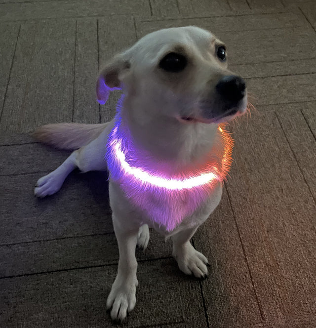 Laroo | Dual Glow Light Up Dog Collar Ring