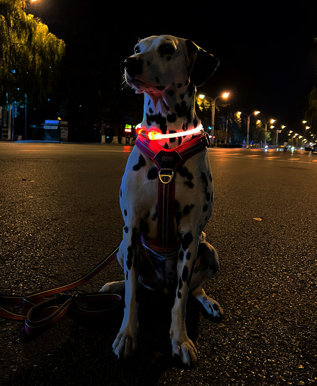 Laroo | Dual Glow Light Up Dog Collar Ring