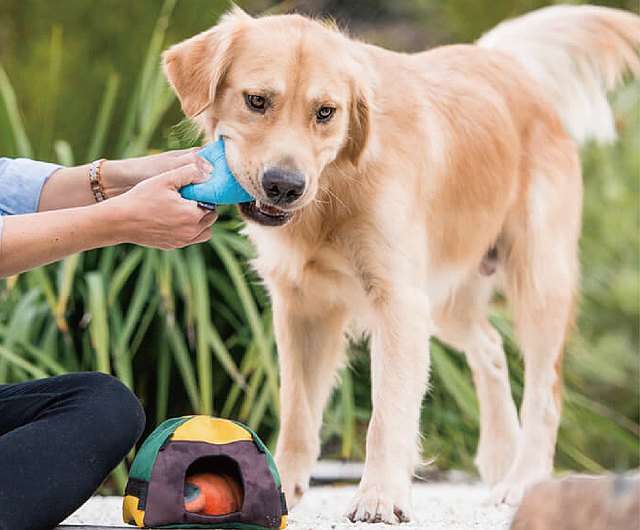 P.L.A.Y. Camp Corbin Collection | Trailblazing Tent Dog Toy