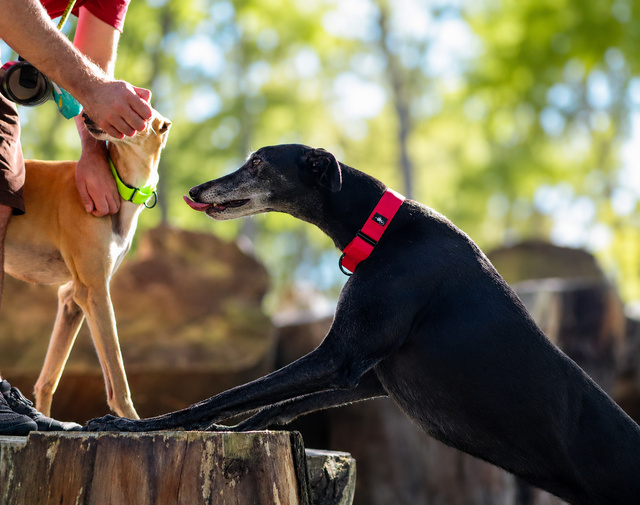 Adventure Martingale Collar - Red