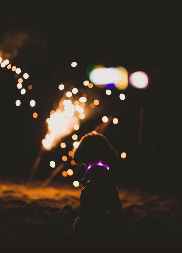 Laroo | Light Up Dog Collar Ring - Small Breed