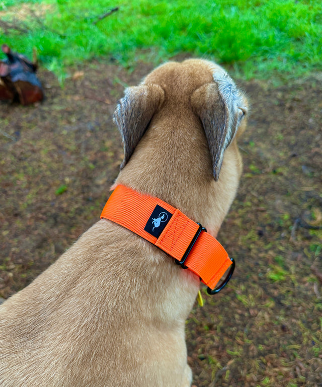 Adventure Martingale Collar - Fluro Orange