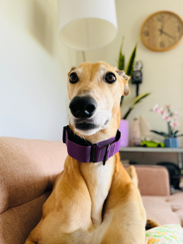 Adventure Martingale Collar - Plum