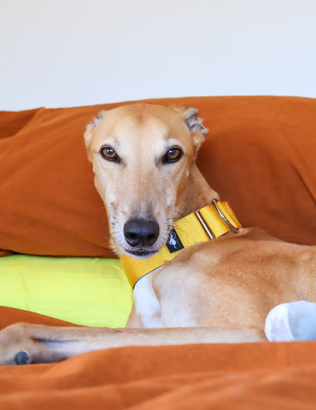 Adventure Martingale Collar - Yellow