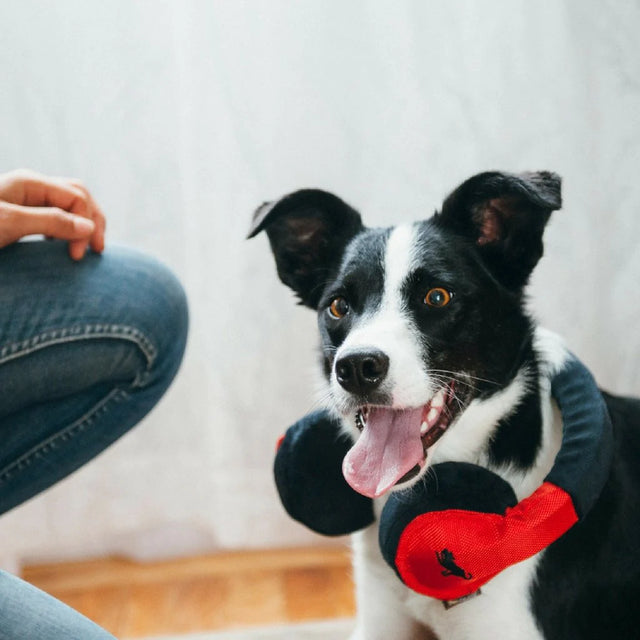 P.L.A.Y. Globetrotter | Headphone Dog Toy