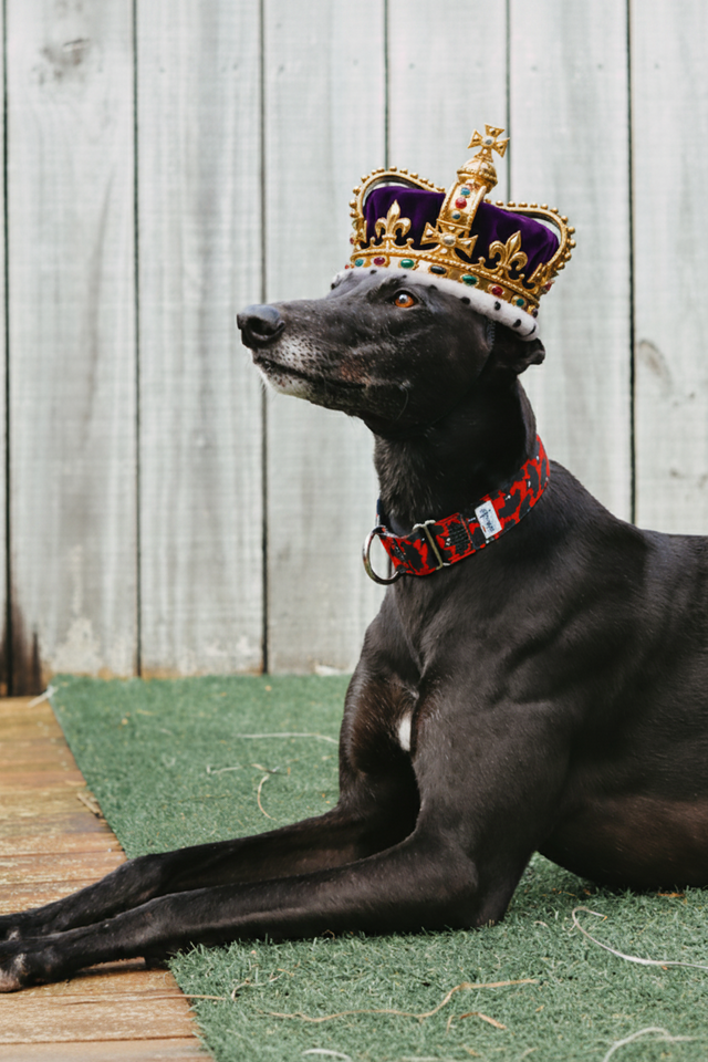 A black Greyhound wearing a crown and red collar.