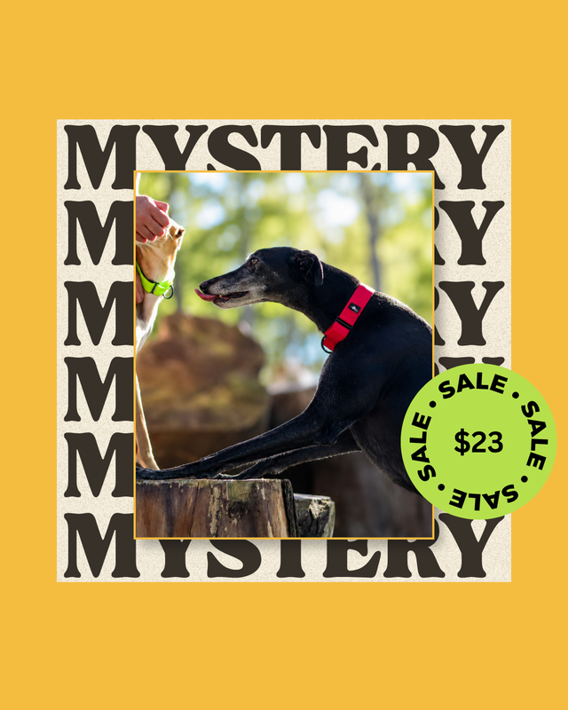 1 x Mystery Martingale Collar | Adventure Collection