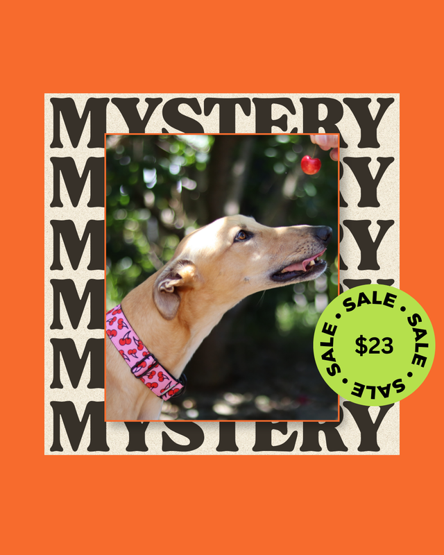 1 x Mystery Martingale Collar | Designer Collection