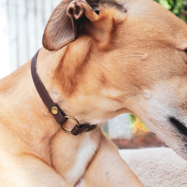 BioThane® Slip-On ID Tag Collar - Leather-like