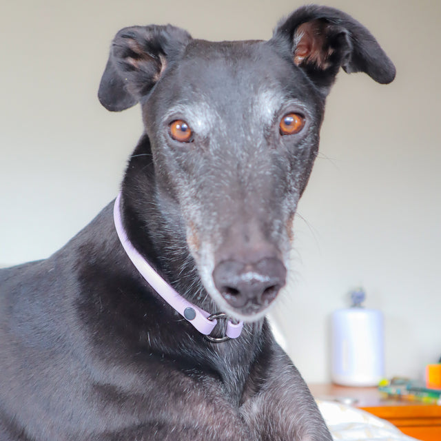 BioThane® Slip-On ID Tag Collar - Pastel Lavender