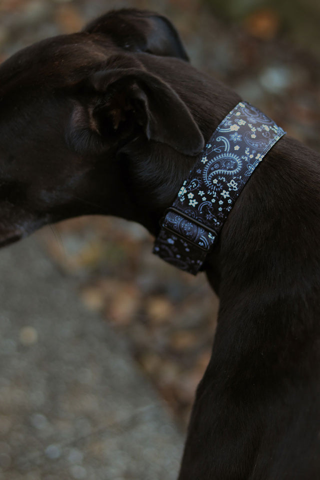 Black Paisley Martingale Dog Collar