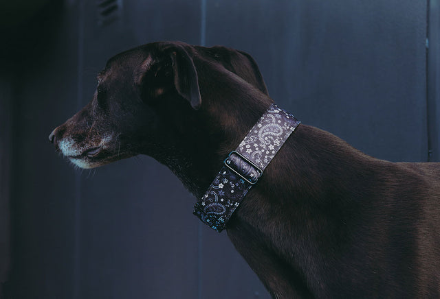 Black Paisley Martingale Dog Collar