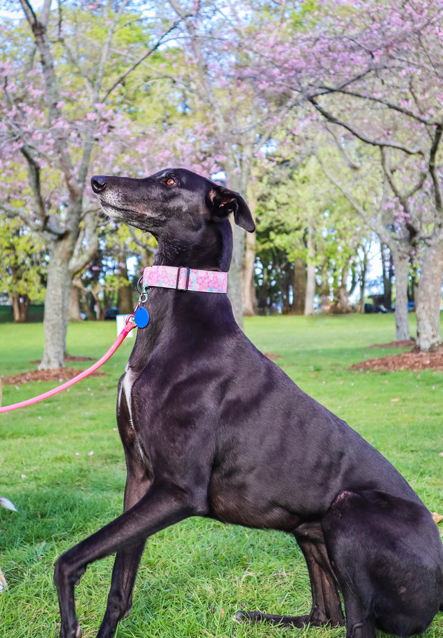 Cherry Blossom Martingale Dog Collar