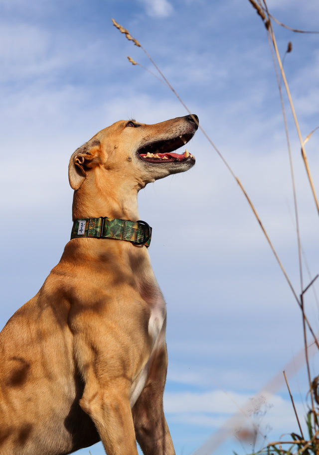 Cyber Camo Martingale Dog Collar