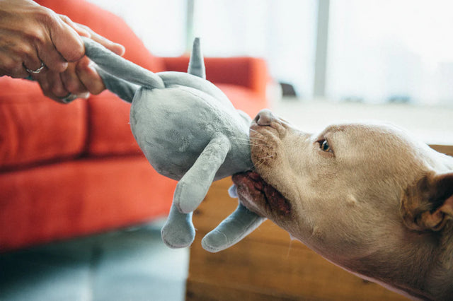 P.L.A.Y. Safari | Elephant Dog Toy