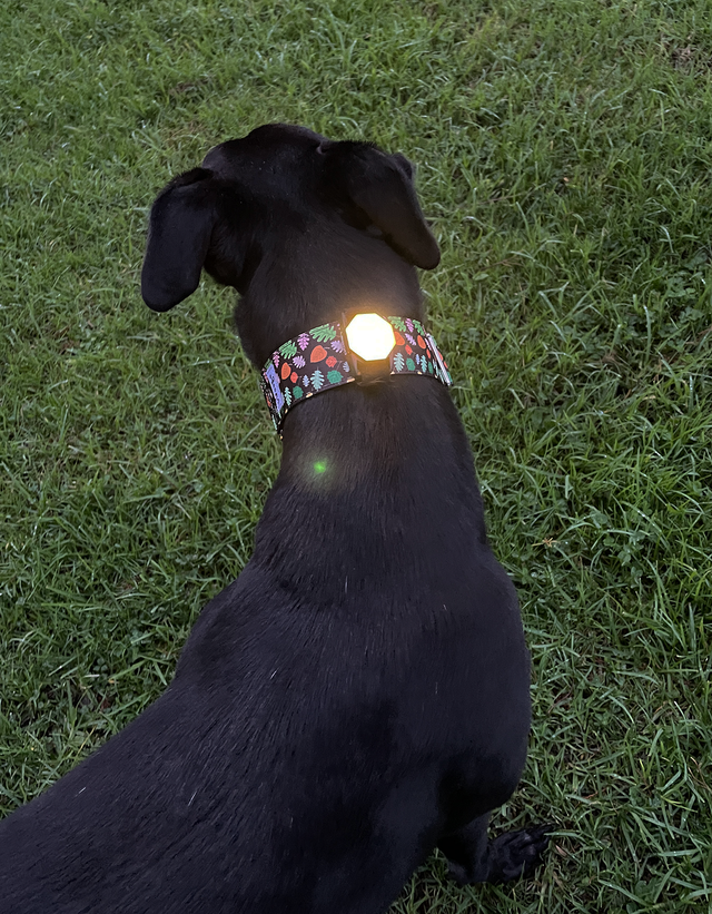 Laroo | Dog Safety Light