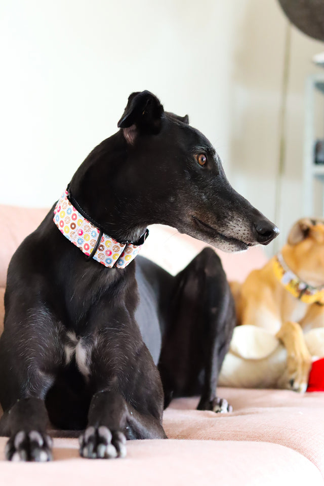 Doughnuts Martingale Dog Collar