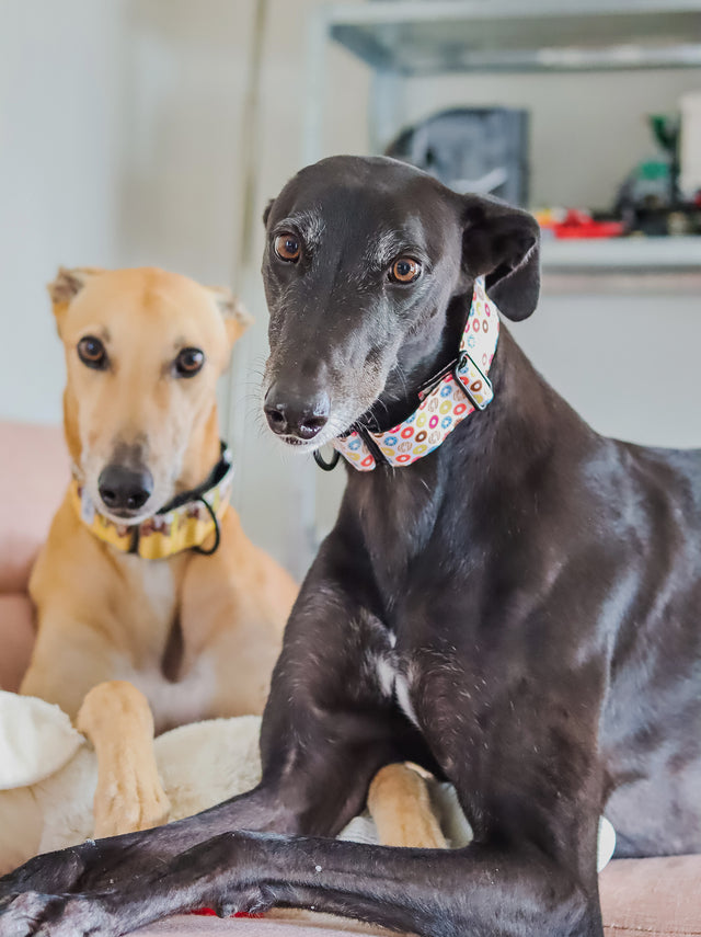 Doughnuts Martingale Dog Collar