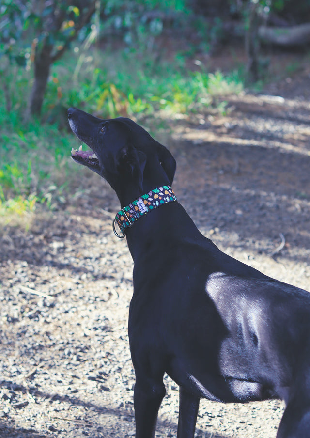 Fall Colours Martingale Collar | Greyhound Collar 