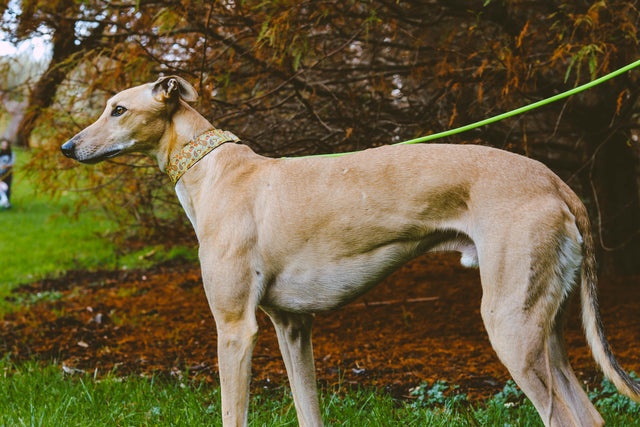 Golden Paisley Martingale Dog Collar