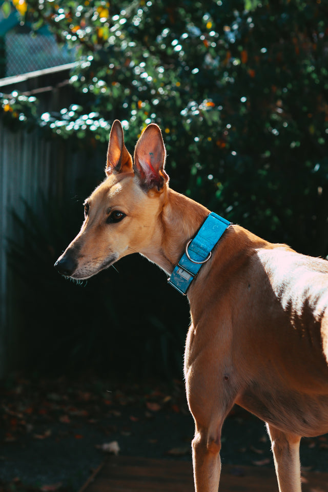 Kanagawa Martingale Dog Collar