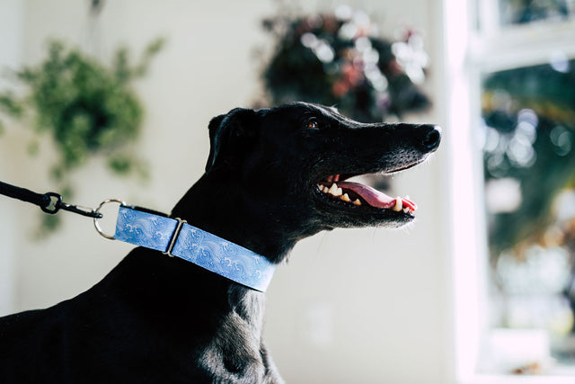 Kanagawa Martingale Dog Collar