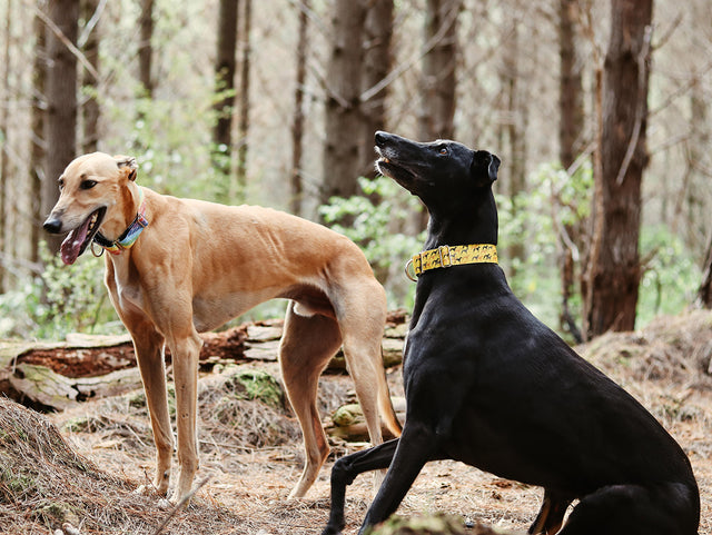 Legion Martingale Dog Collar