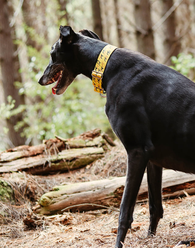 Legion Martingale Dog Collar