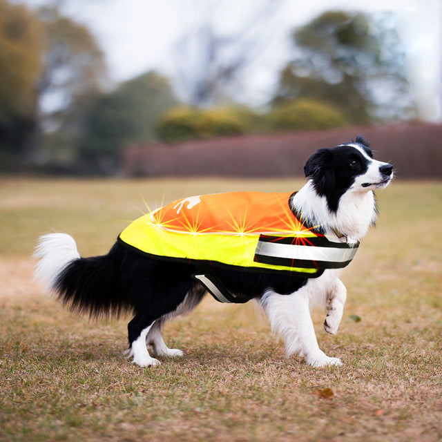 Laroo | LED Light Up Dog Safety Vest