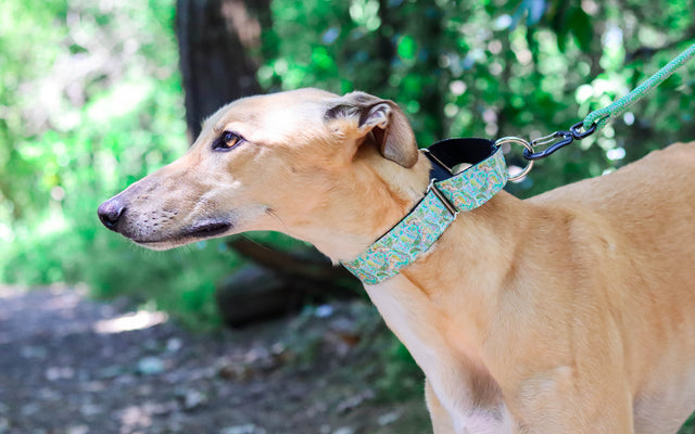 Hello Mermaid Martingale Dog Collar