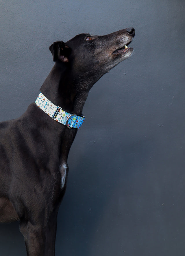 Math Class  Martingale Dog Collar