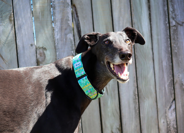 Moroccan Mint Martingale Dog Collar