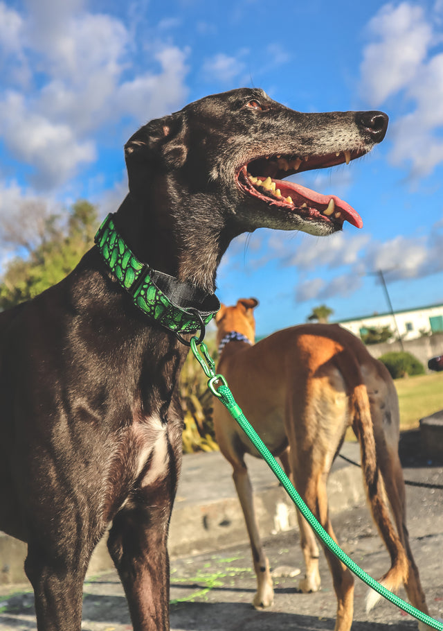 Pickles Martingale Dog Collar