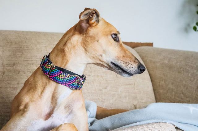 Rainbow Love Martingale Dog Collar