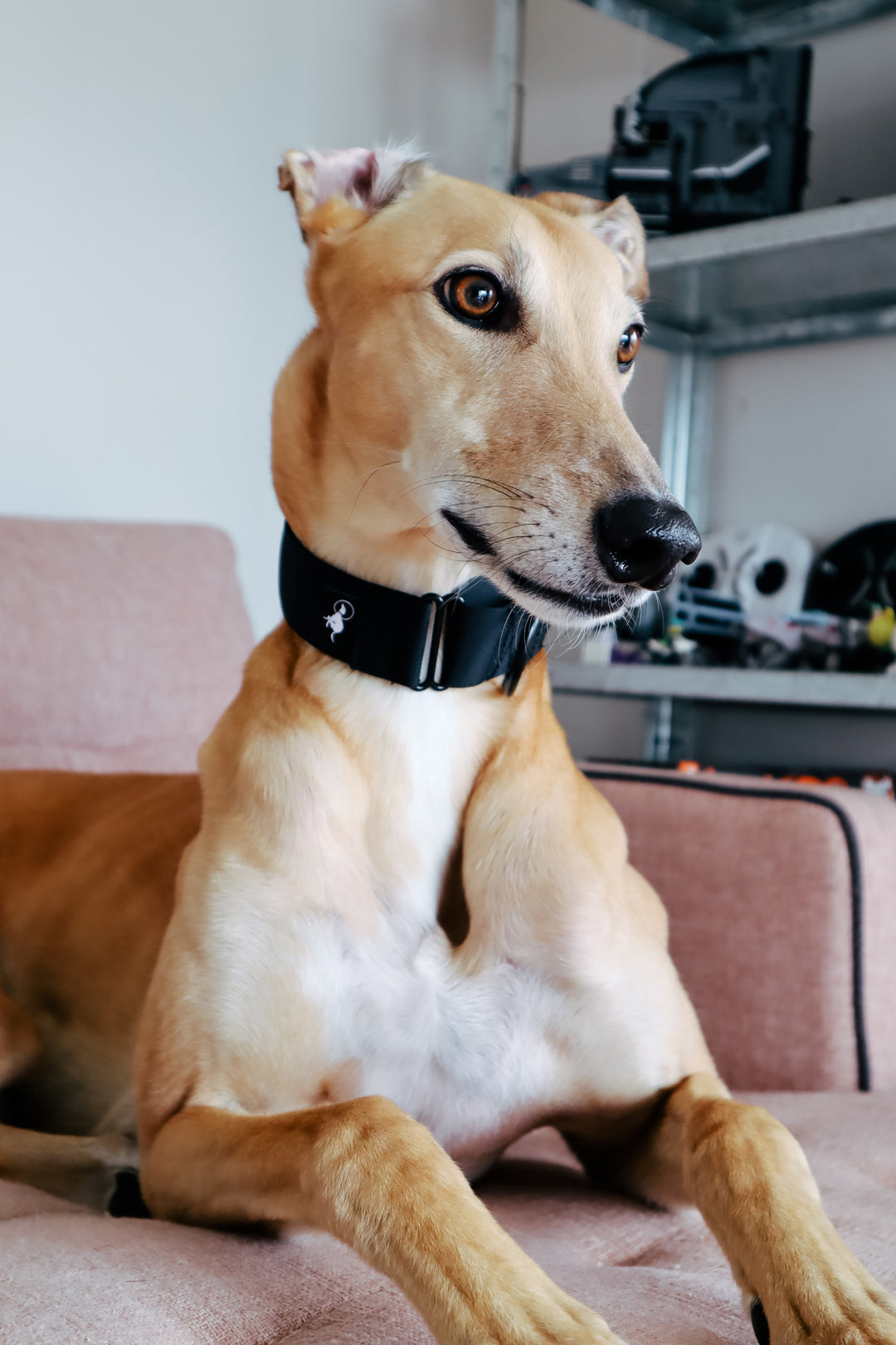 Martingale Collars 1.5 inch Wide Dog Collars Woofo Empawrium New Zealand