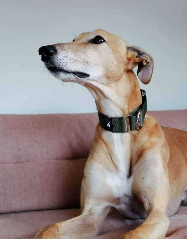 Adventure Martingale Collar - Olive